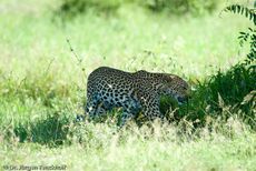 leopard (28 von 60).jpg